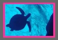 Turtle silhouette off Saipan taken w/ Soney Mavica 90 by Martin Dalsaso 